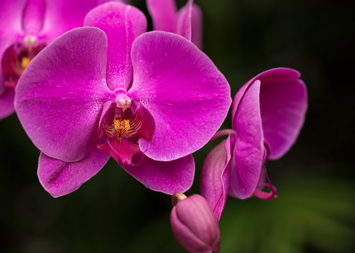 Orchid - Phaelaenopsis 'Oriental Gem'